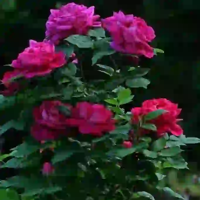 Sharmin Sultana